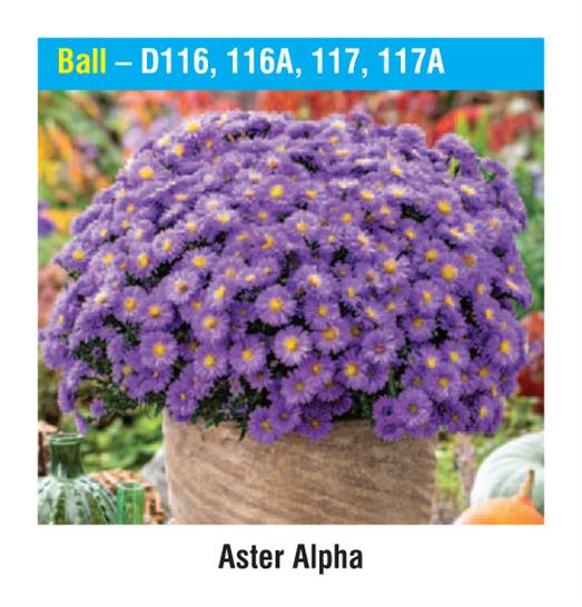 Ball